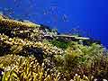 Coral Cliffs