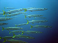 Yellow fin Barracudas
