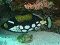 Leopard Triggerfish