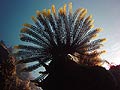 Feather Star