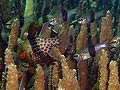 Coral Cardinalfish