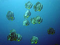 Round batfishes